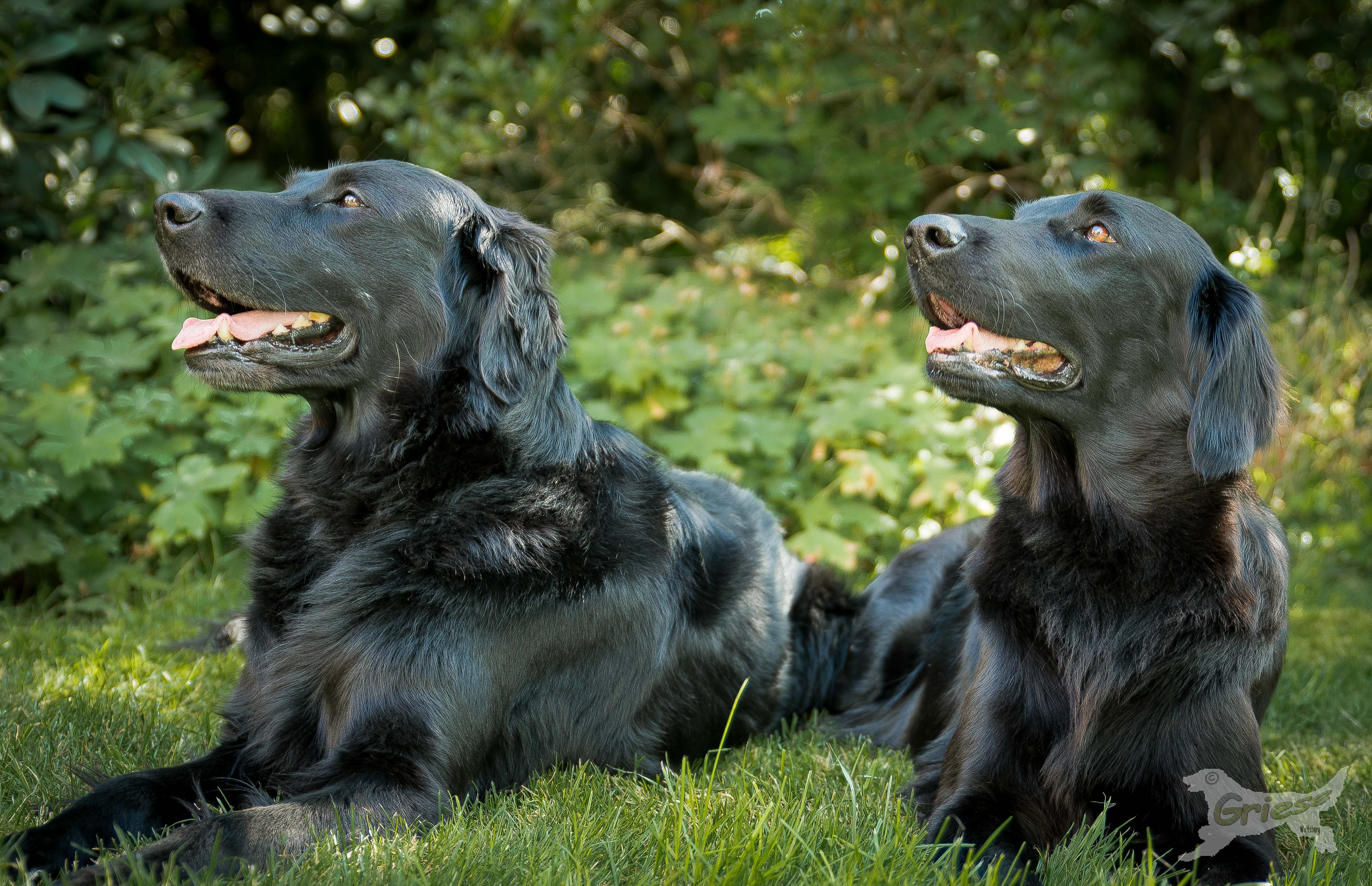links Brösel, rechts Skadi