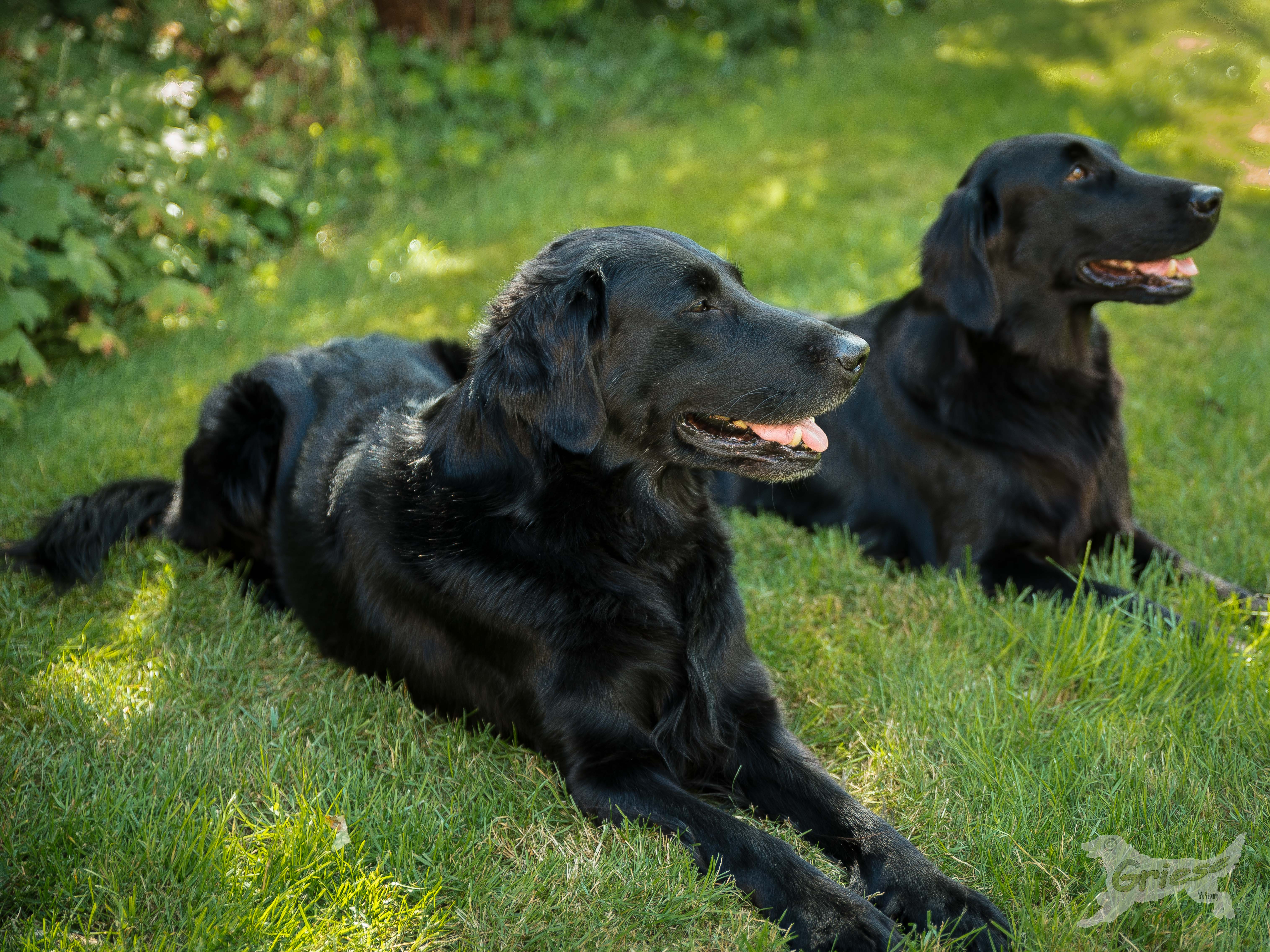 vorne Brösel, hinten Skadi