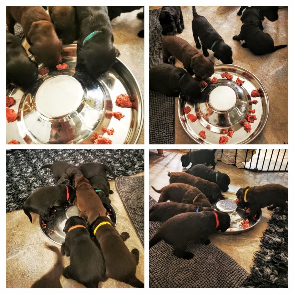 Die Schlacht am kalten Buffet ist eröffnet - endlich Fleisch