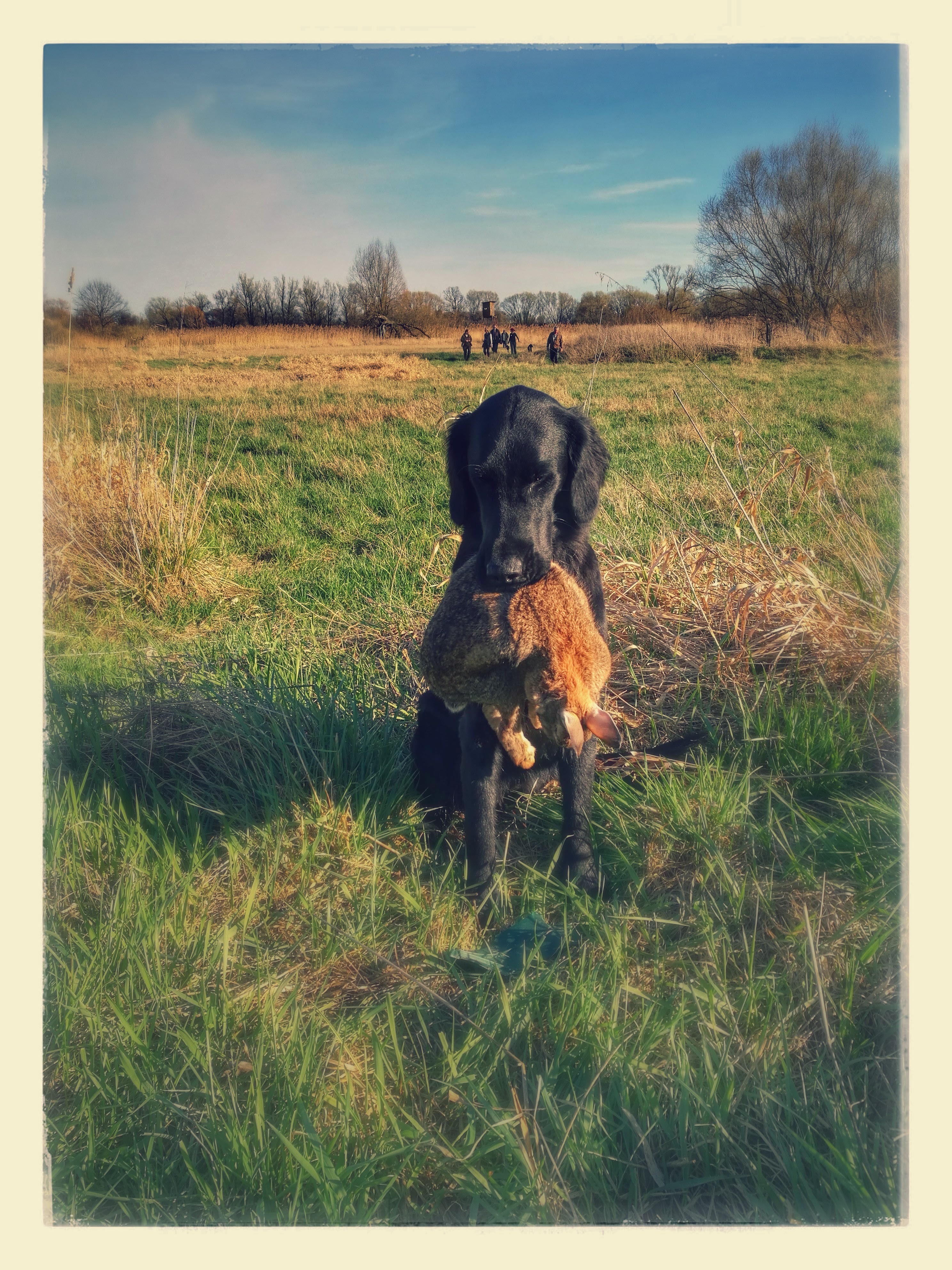 Skadi - Suchensieger bei der JPR mit 14 Monaten