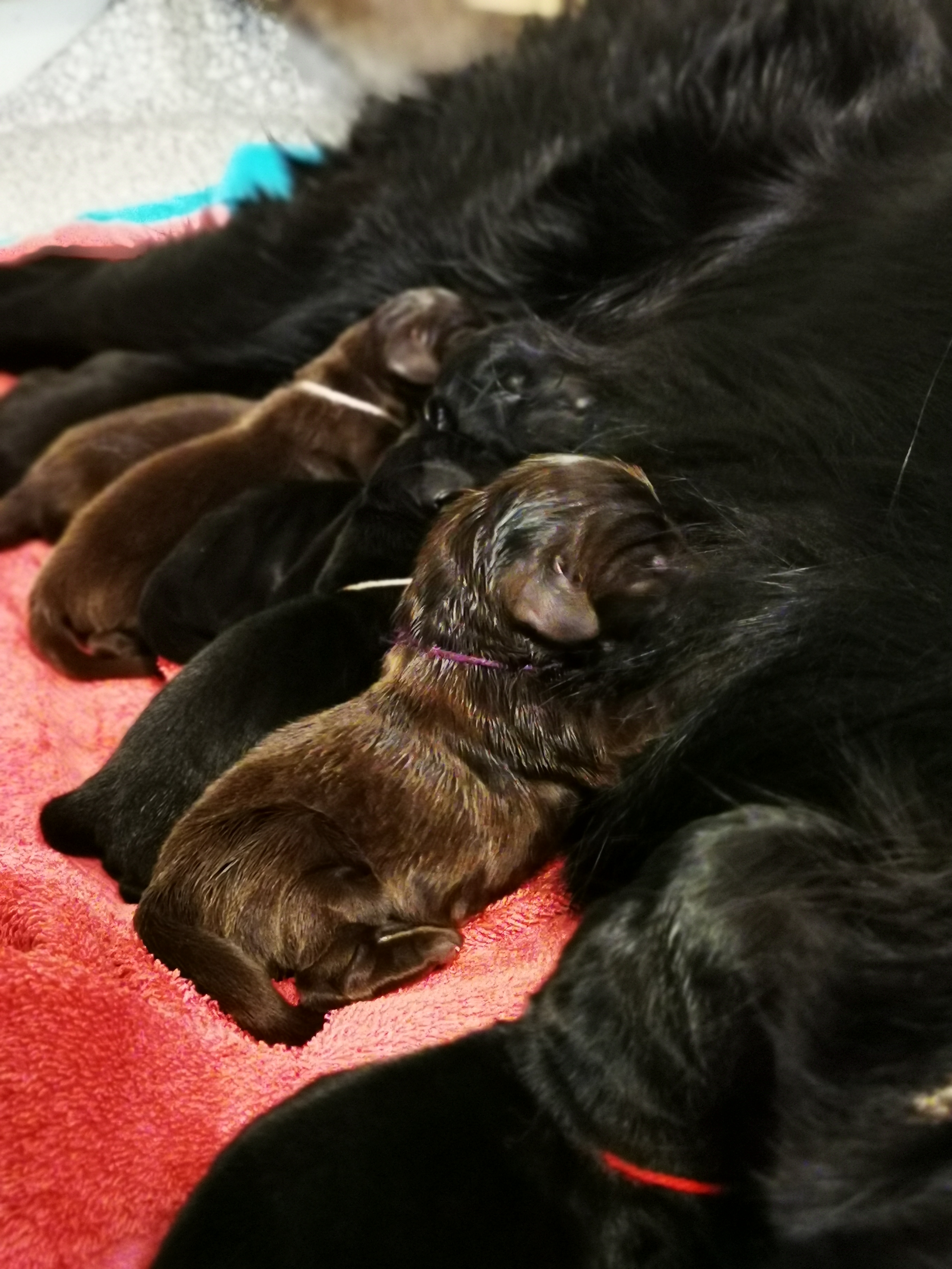 Die Milchbar ist eröffnet